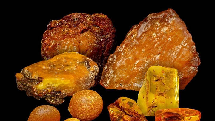 В Москве показали уникальный янтарь возрастом до 50 миллионов лет