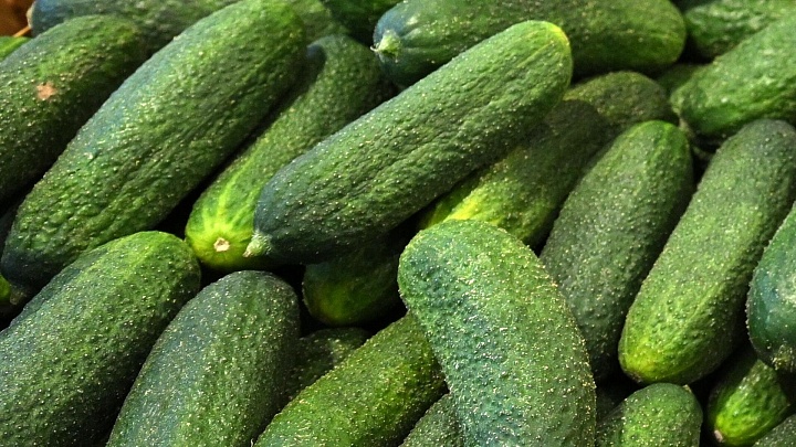 Россия в марте оказалась основным поставщиком огурцов в Польшу