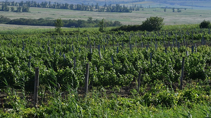 Киселев заявил о большом экспортном потенциале российских вин