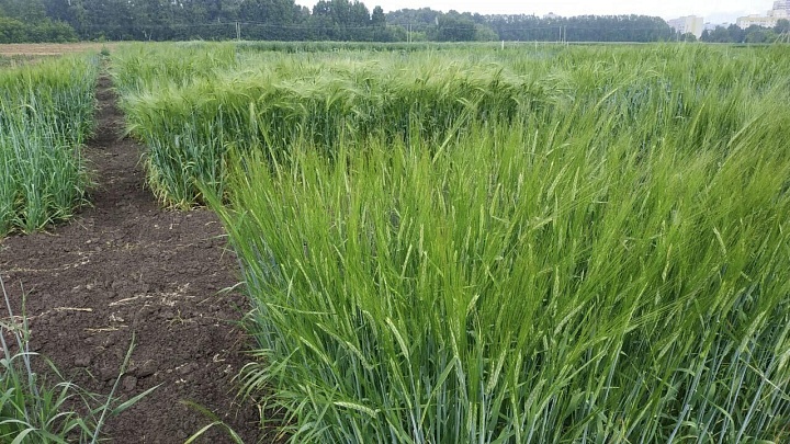 Сибирские ученые создали ячмень с ценными мутациями  