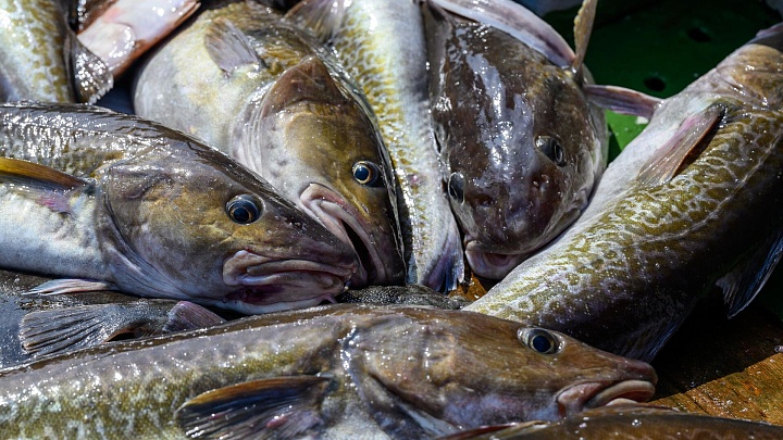 Россия уступила Китаю лидерство в экспорте рыбы в Южную Корею 